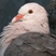Pink Pigeon